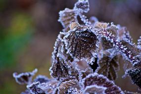 Winter Wood frozen