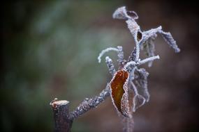 Winter Wood