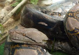 exotic Snake Reptile in aquarium