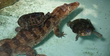 crocodile with turtles in the pool