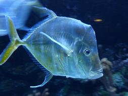 transparent Fish at Water