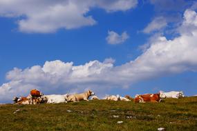 distant view of cows in a pasture on a hill