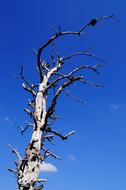 Gnarled Arid Tree