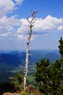 The gnarled tree is arid