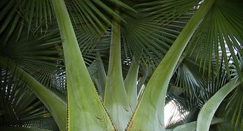 exotic Fan Palm leaves