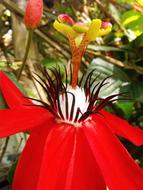 goodly Passion Flower