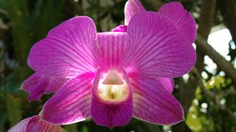Purple Beautiful Orchid flower