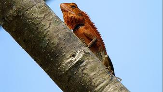 Lizard Red