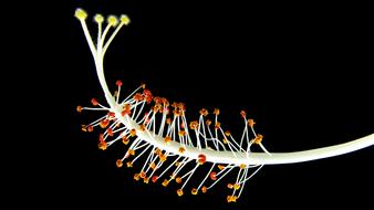 fabulous Flowering Stems