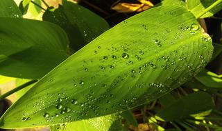 Leaf Green Drop Of