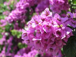 Flowers Purple on a bush close-up in a blurred background