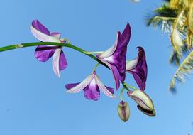 fabulous Flower Dendrobium