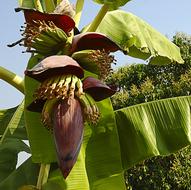 small Bananas Shrub