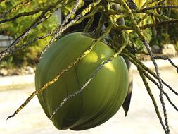 Closeup view of Coconut Tree