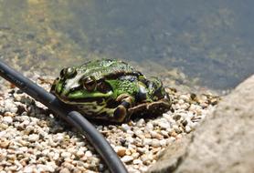 Toad Frog in Pond at Garden