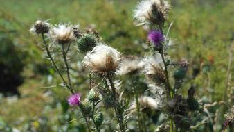 Thistle, Cirsium Vulgare, Flowers, buds and ripe seed heads