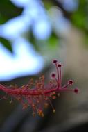 Macro photo of fabulous Hibiscus flower