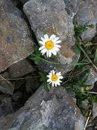 fabulous Perseverance Hope Daisy