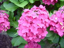 fabulous Hydrangea Flowers