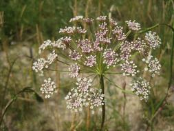 wonderful forest pink white Flowers
