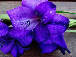 Gladiolus purple flowers