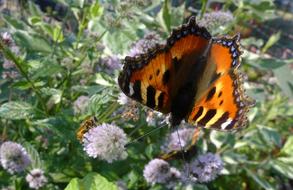 colorful peacock butterfly on purple flower