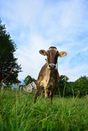 cow on a green pasture in the alps