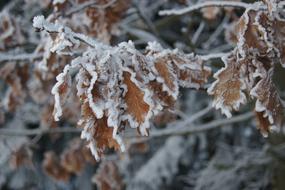 branches with dry leaves in the snow