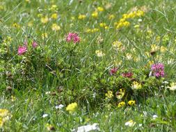 summer blooming arsthenia in an alpine meadow