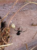 Close-up of the shiny, black Black Widow spider, outdoors