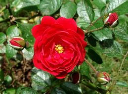 extraordinarily beautiful red Button Rose