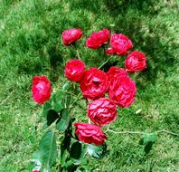 Button Rose, Bunch of red Flowers at greenery