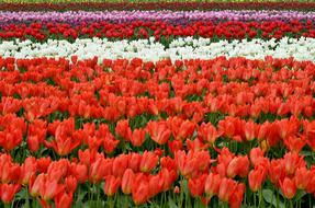 field of colorful tulips close up