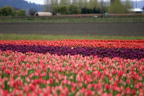 field with bright flowers on a blurred background