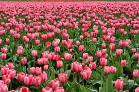 field of pink tulips close up