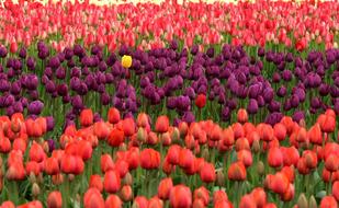 field with colorful tulips close-up