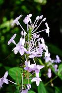 Spider Flower Purple