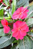 bright Purple Flowers in Garden