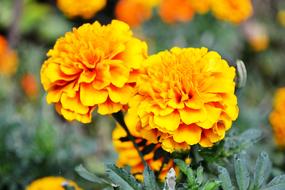 Close-up of the beautiful, orange and yellow flowers with green leaves, in the botanical garden in Peradeniya, Sri Lanka