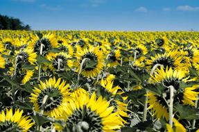 Sunflower Flowers Field