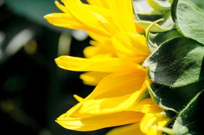 Sunflower Yellow Summer