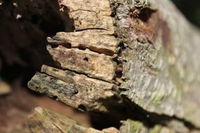 macro view of Wood Log Strains