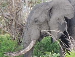 The African Elephant Head