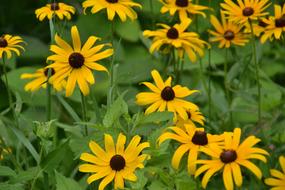 Yellow Daisy Wild Flowers