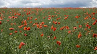 green crops field with red poppies under grey clouds