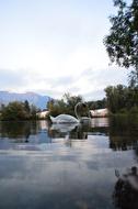swans on a lake in switzerland