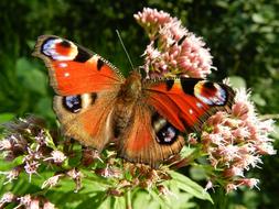 peacock butterfly on alpine flower