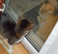 Two Cats Watching Each Other Through The Glass
