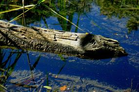 log in Water Pond Lake