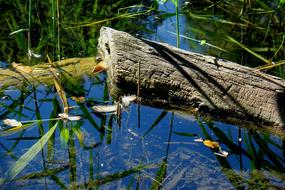 Log In A Small Pond